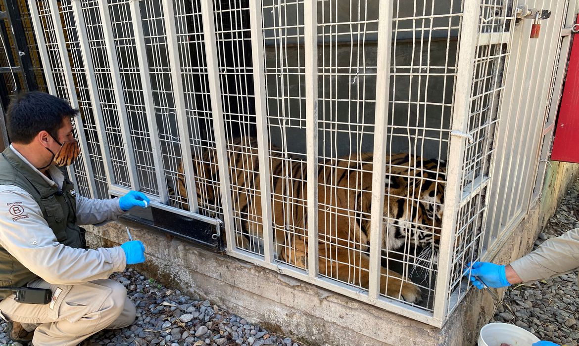 Zoológico no Chile testa vacina contra covid-19 em leões e tigres